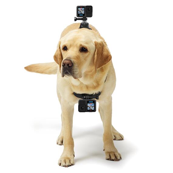 GoPro - Fetch - Dog Harness GoPro - Fetch - Dog Harness
